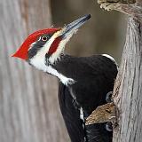 Pileated Woodpecker_52826